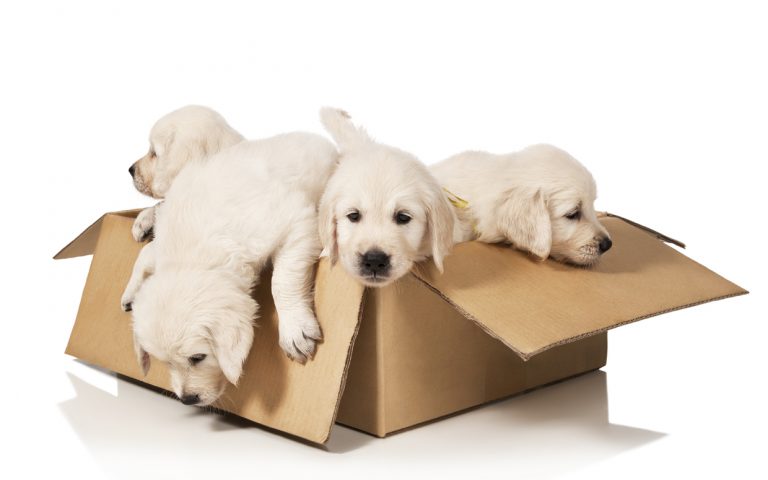 Tips On Moving Pets